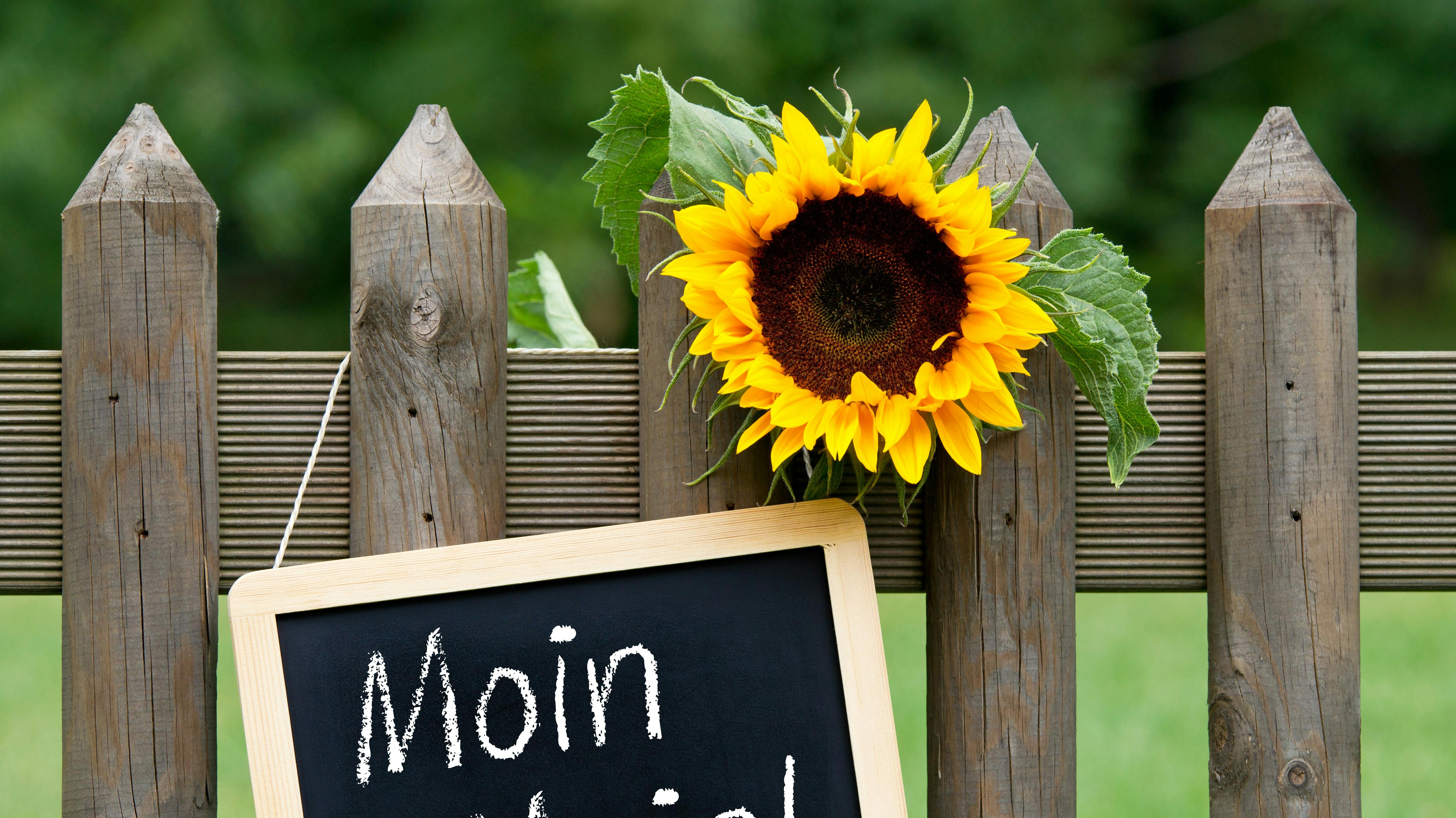 danske dialekter samles i ordbog