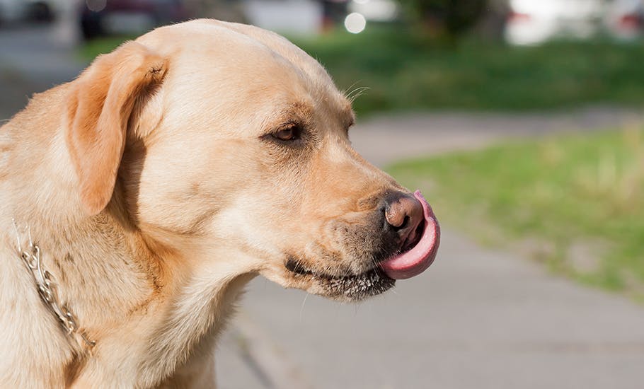 Menneskets bedste ven: Danmarks mest populære hunde