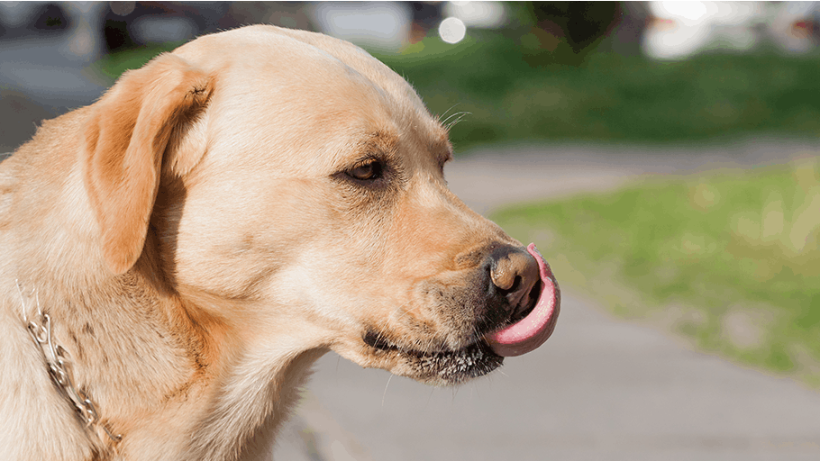 Menneskets bedste ven: Danmarks mest populære hunde