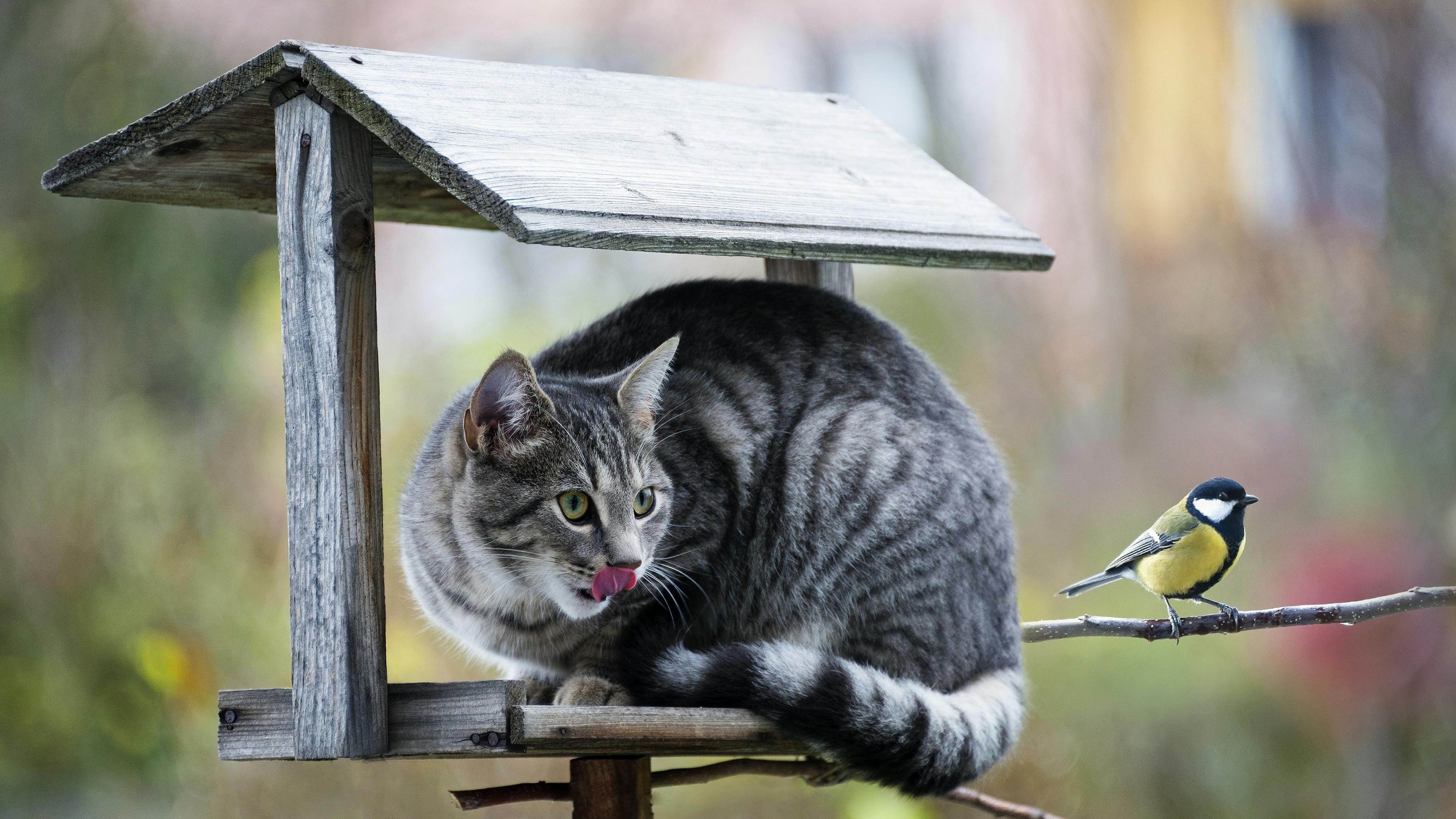Bør katte være indhegnede?