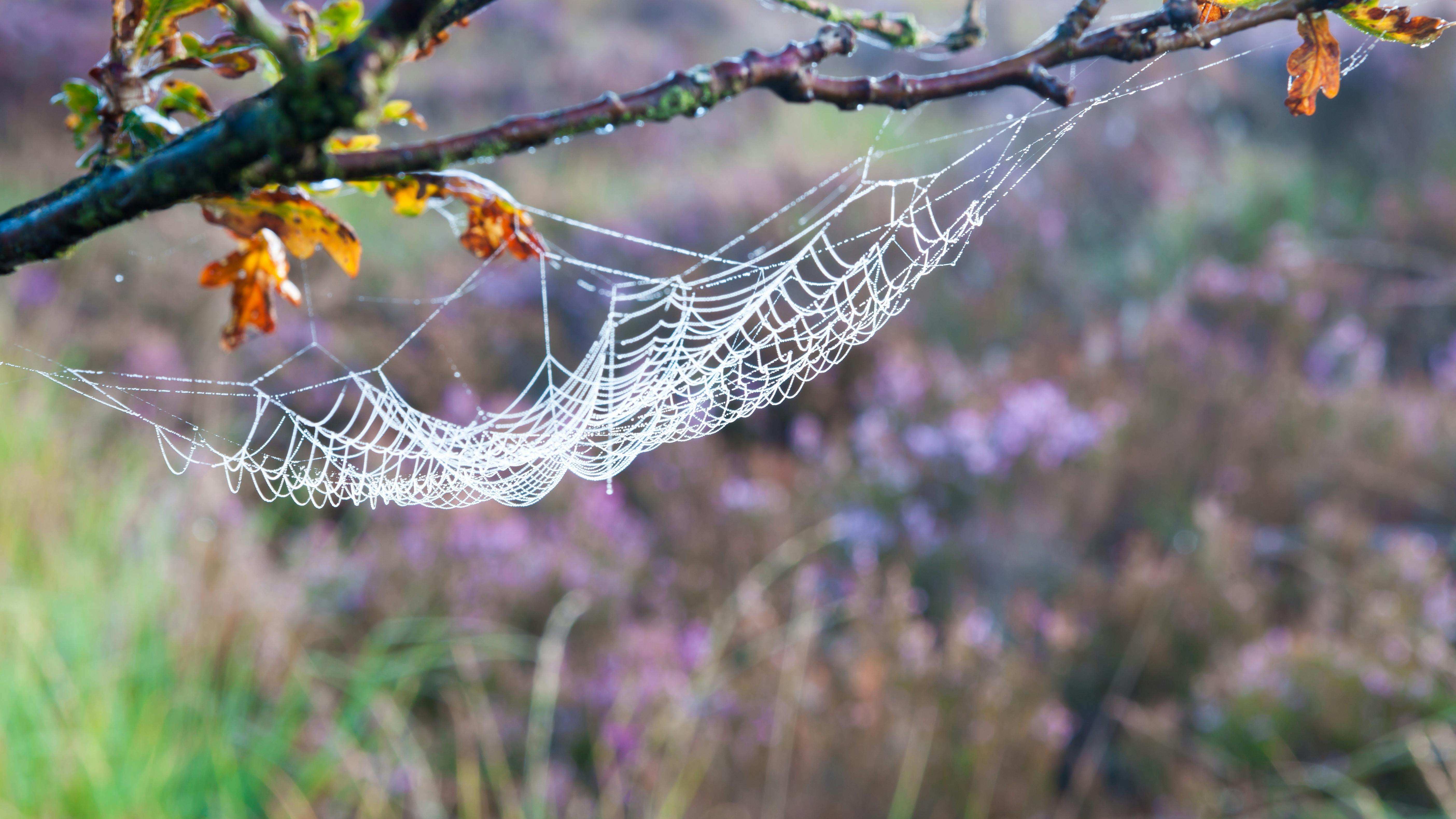 Edderkopper - sådan skræmmer du dem væk