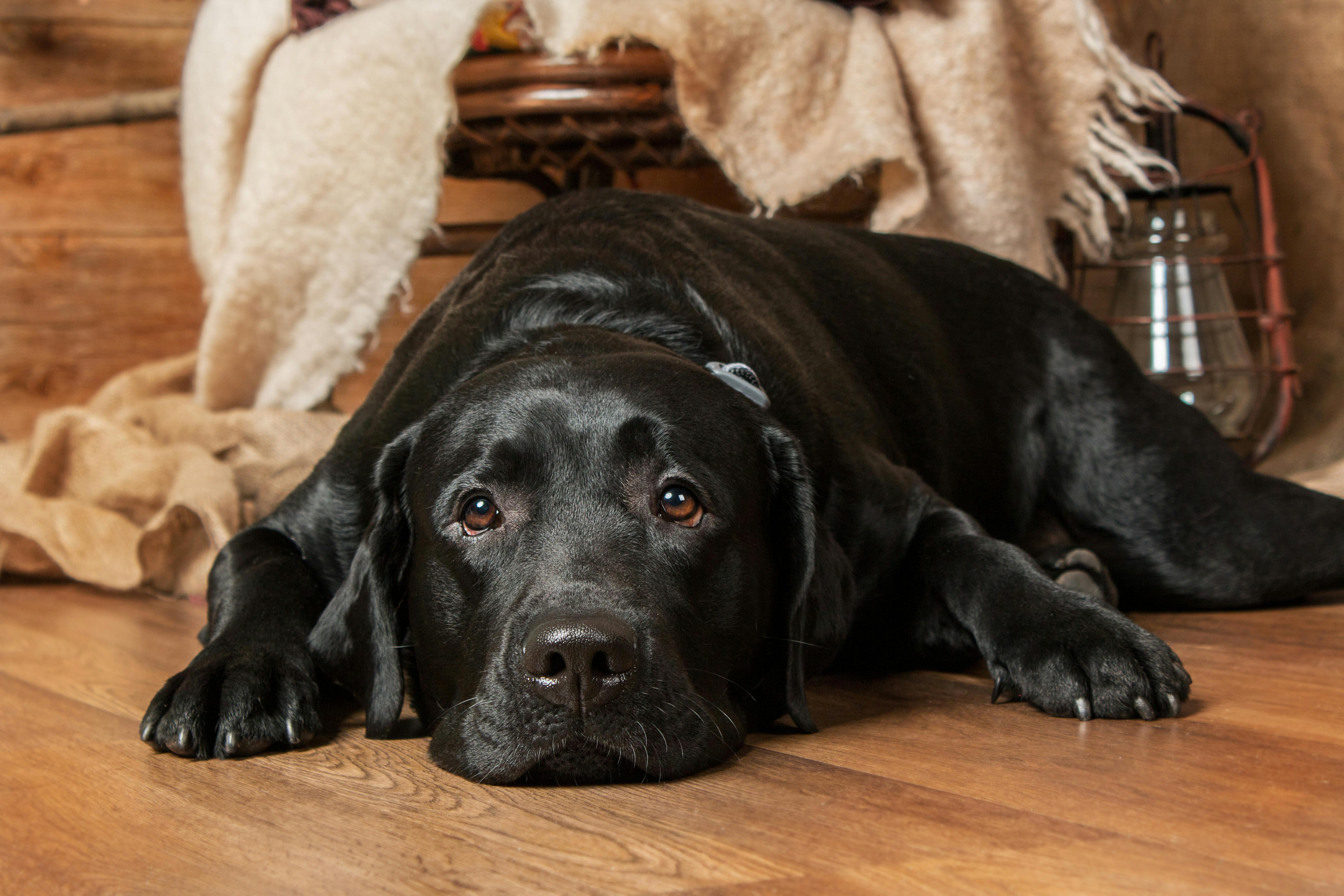 Sort Labrador