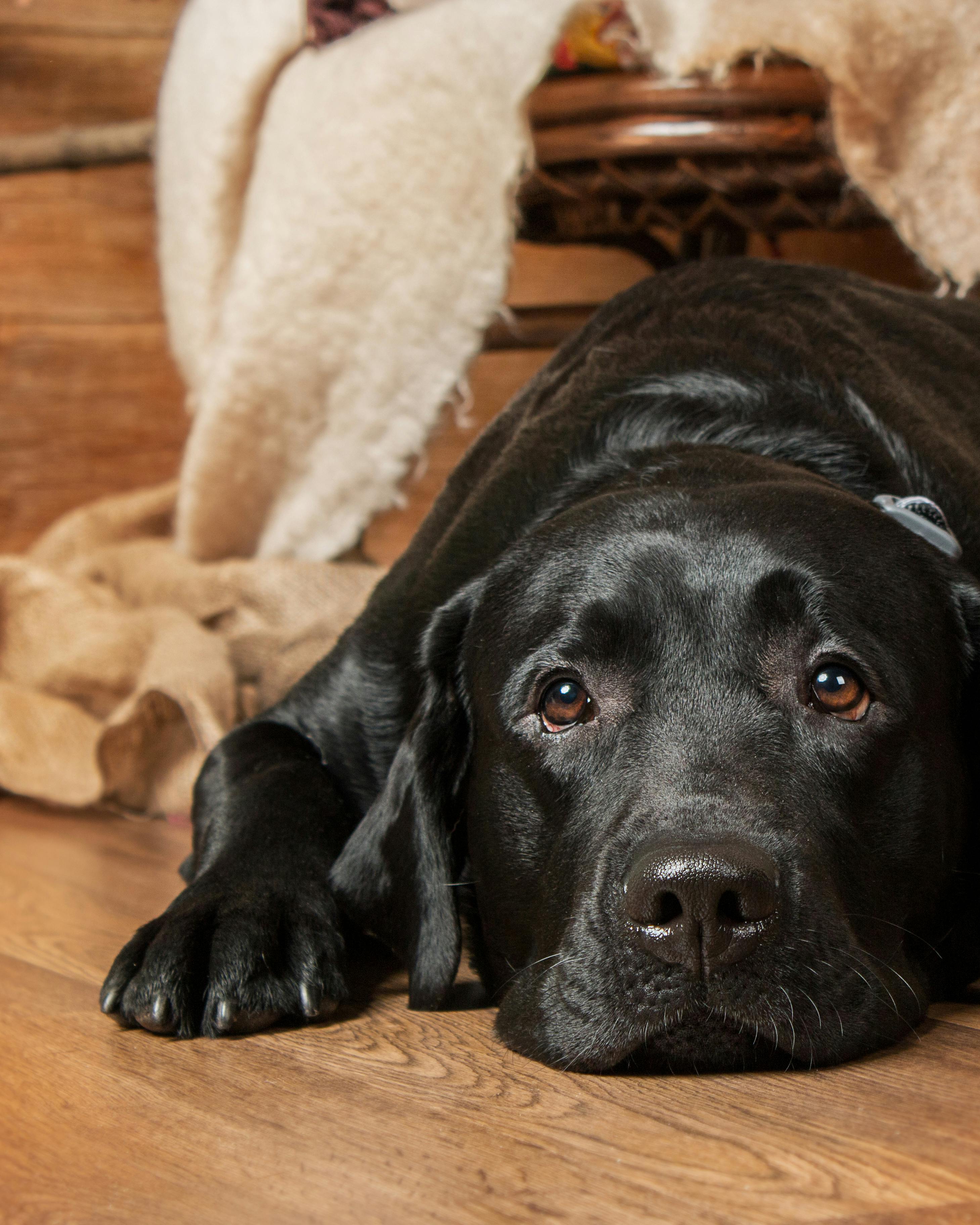 Sort Labrador