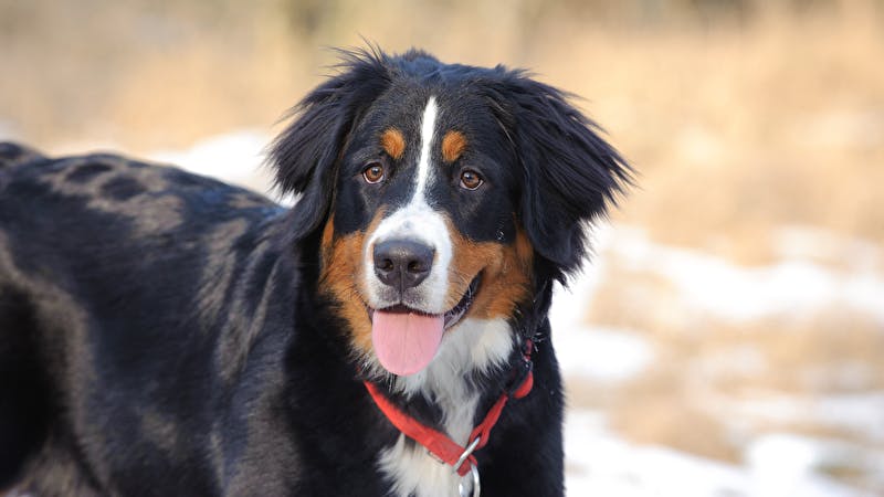 Berner Sennenhund