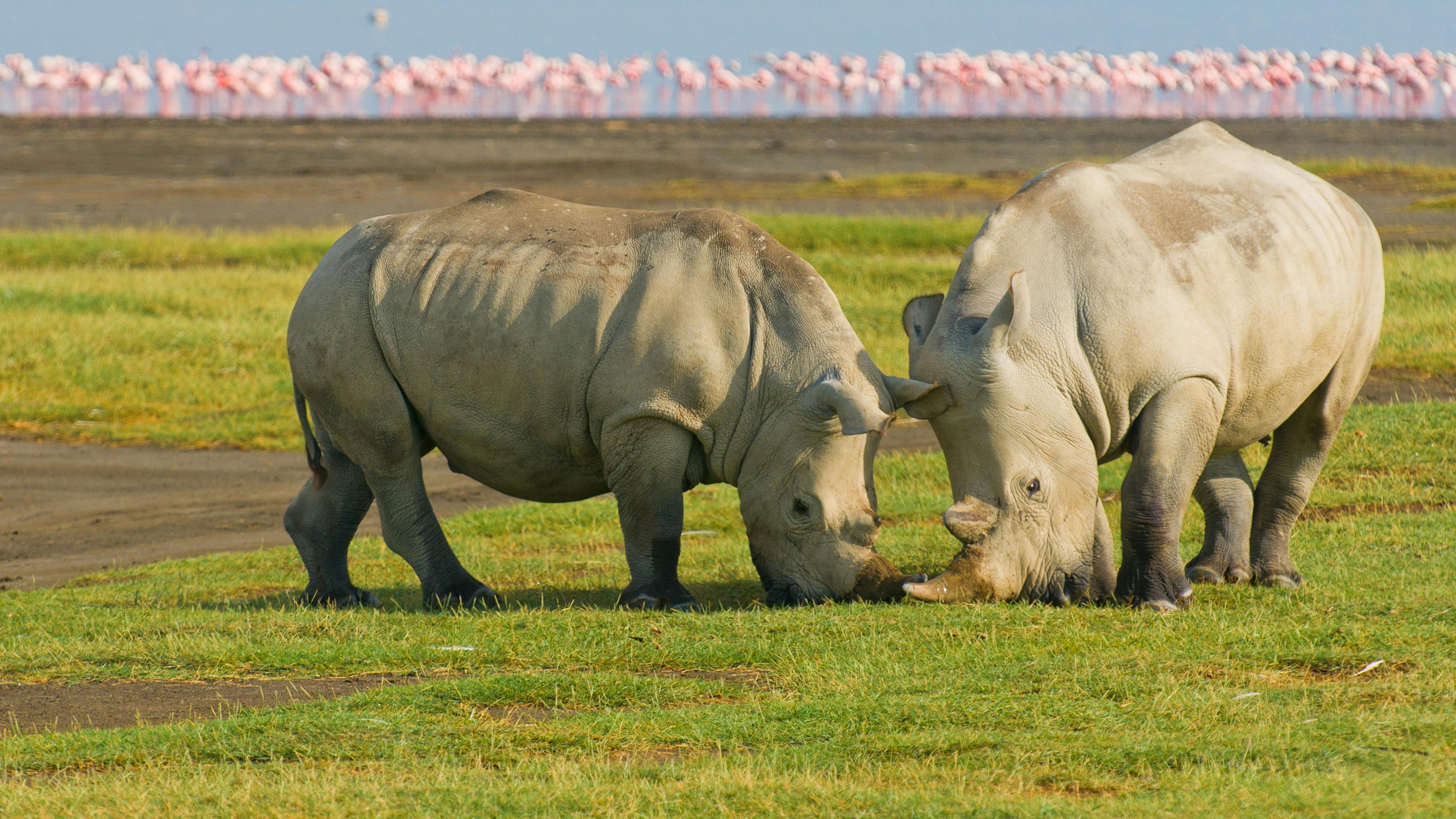 Næsehorn søger mage