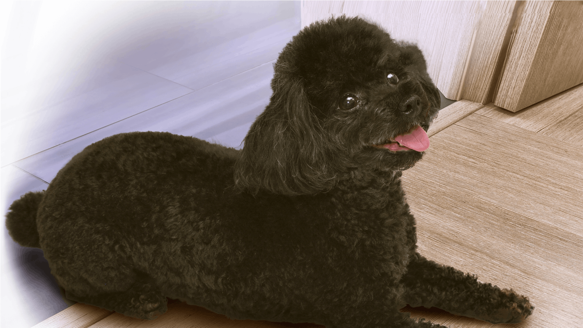 Pudlen Charlie hjalp os ud af krisen