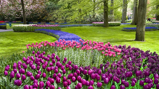 Rejs til Holland og oplev foråret springe ud i verdens største blomsterpark Keukenhof
