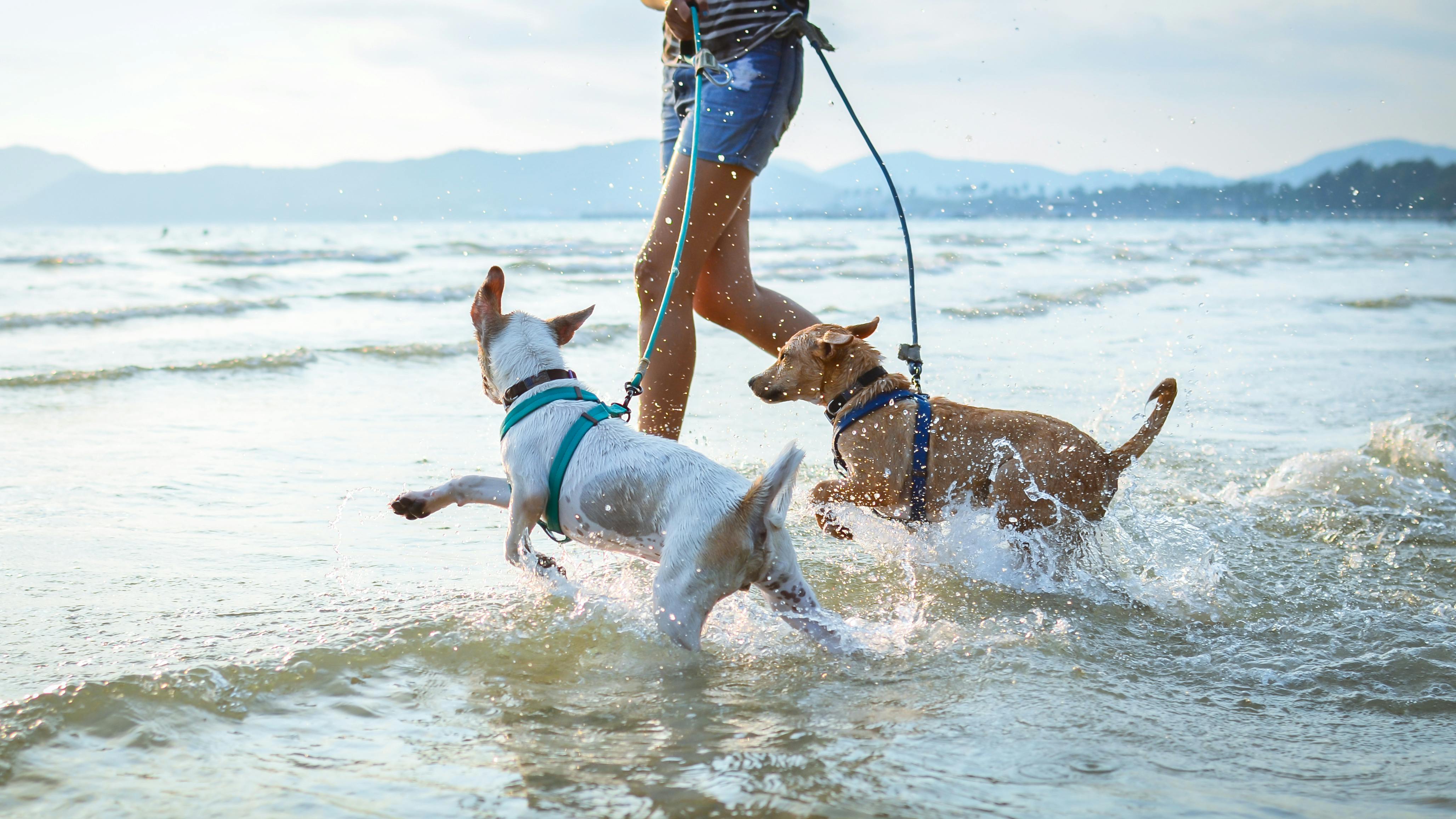 Brev til Puk: Vil du dele din erfaring med to hunde?