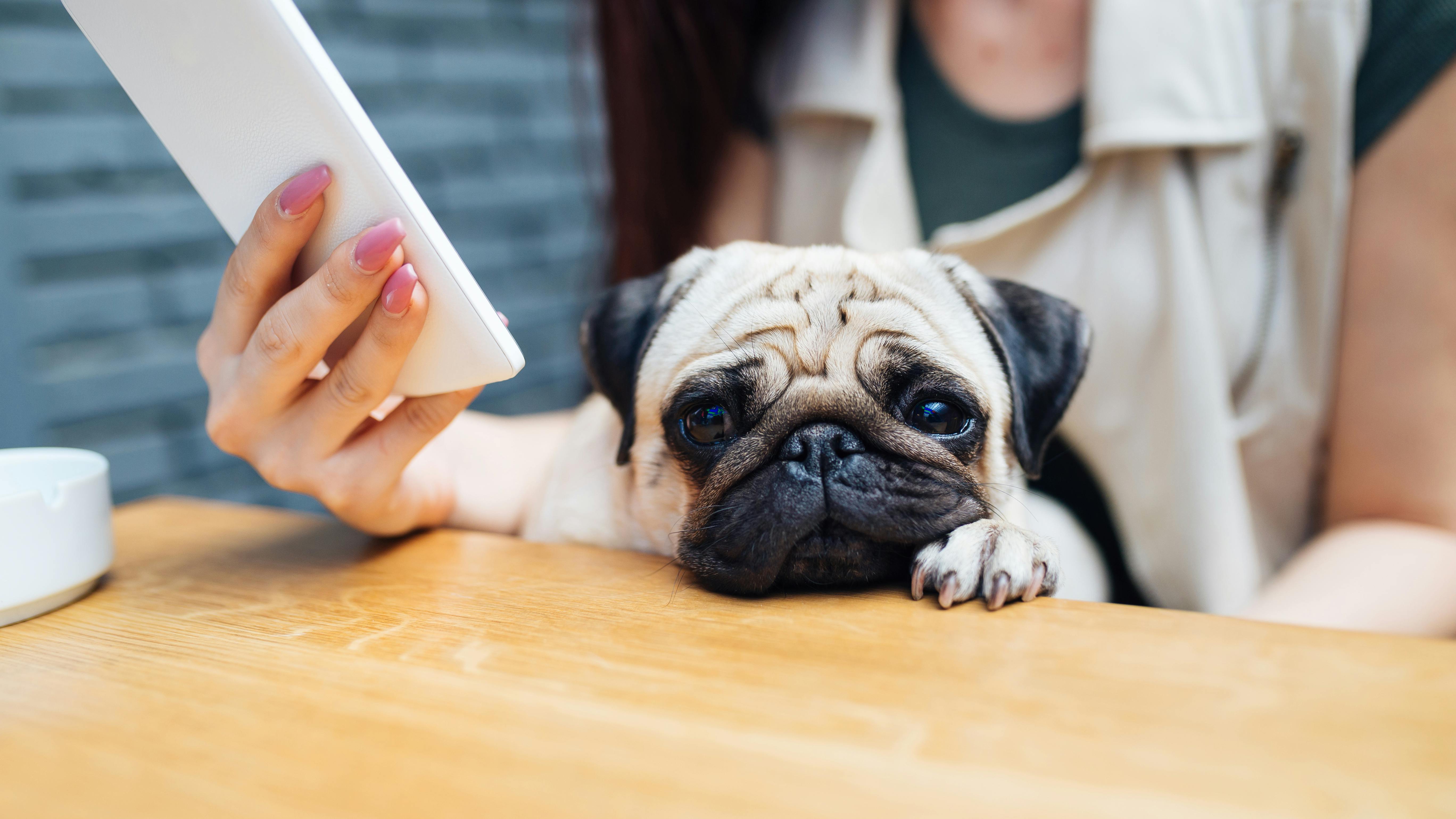 Læser til Puk: Hunde reagerer også på mobiltelefoner