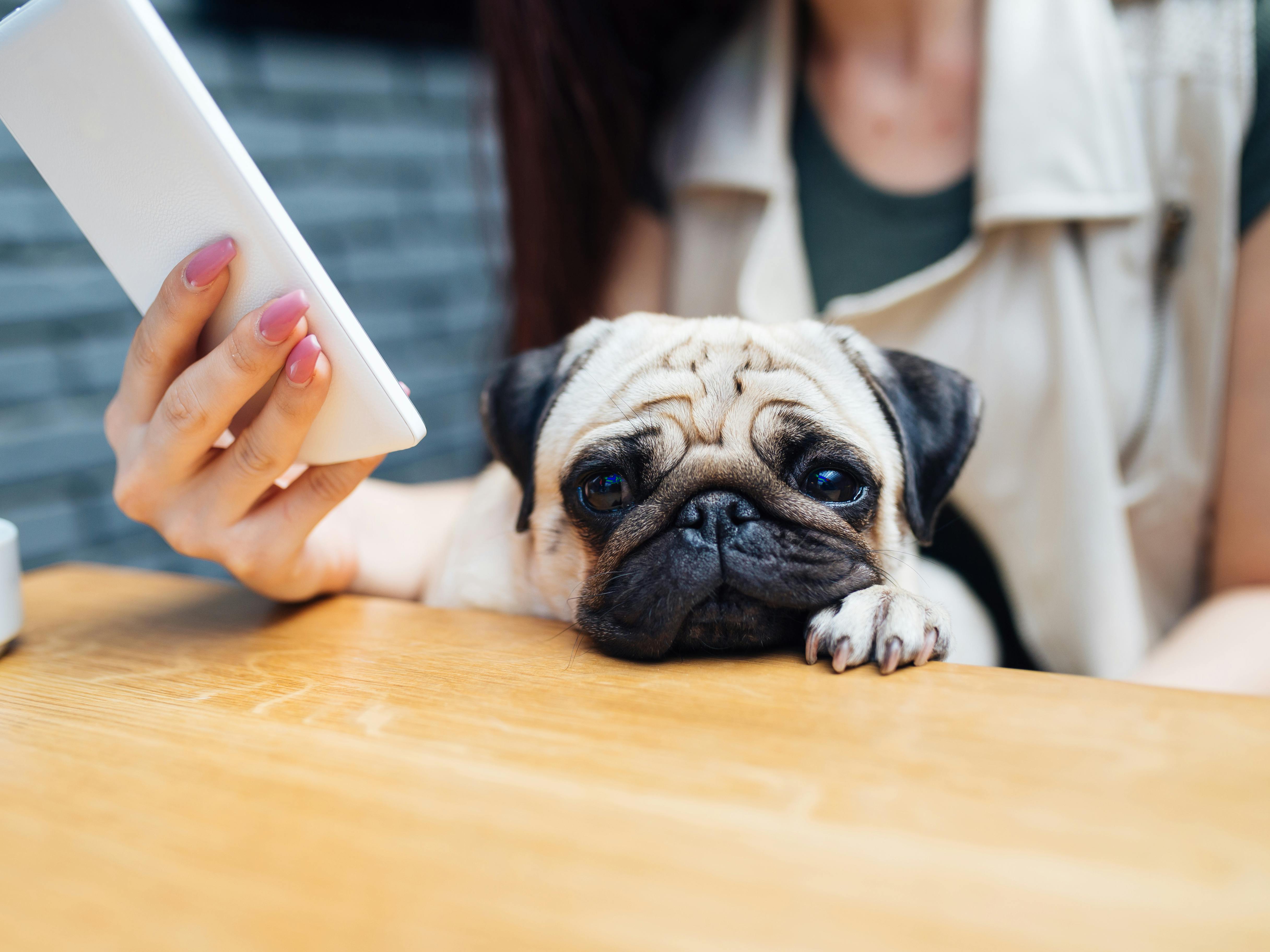 Læser til Puk: Hunde reagerer også på mobiltelefoner