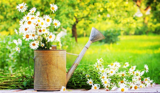 Blomster i zinkvandekande: Sensommerhaven