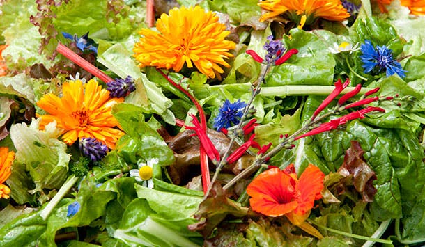 Forskellige spiselige blomster i grøn salat
