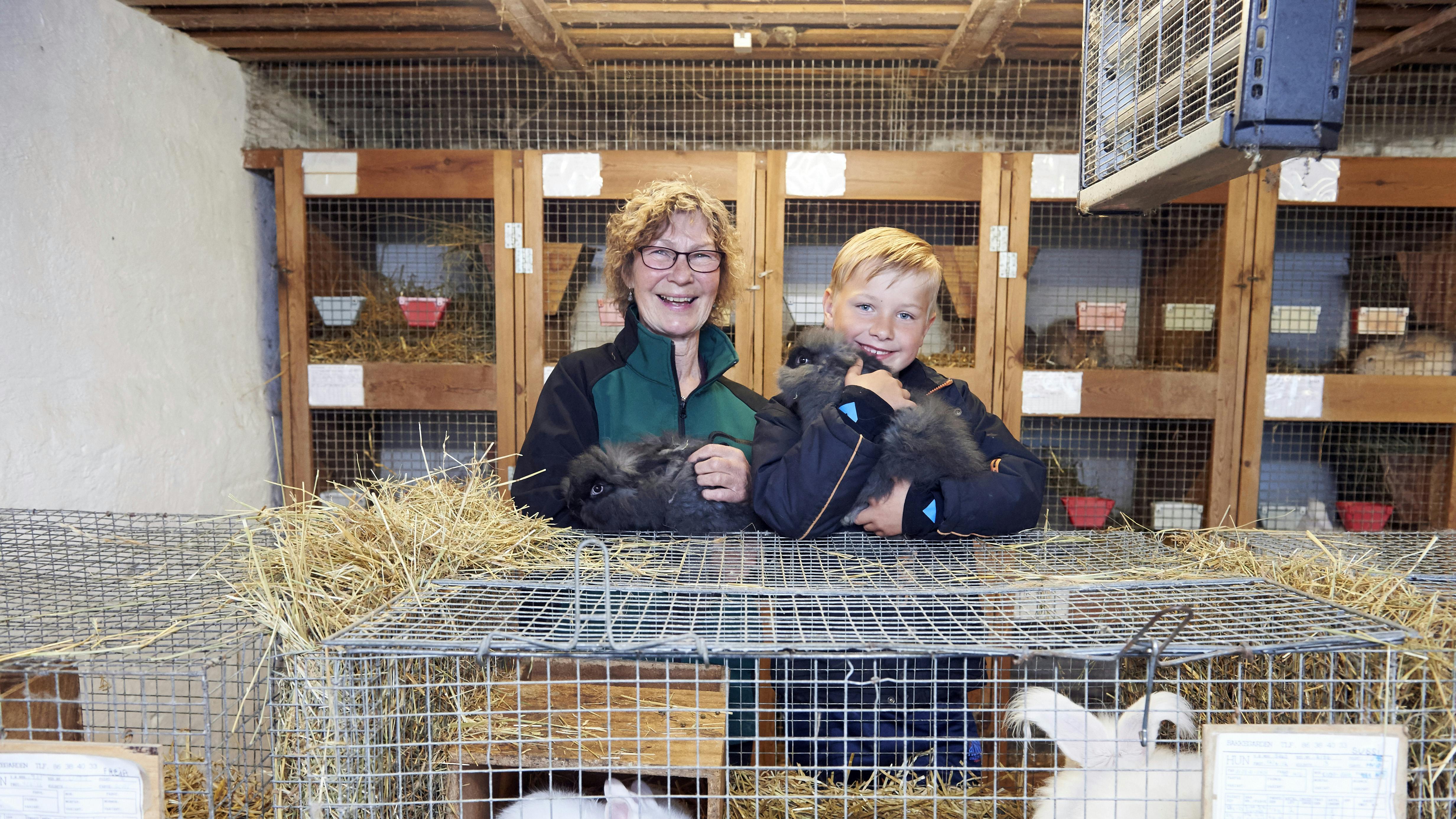 Tove avler angorakaniner