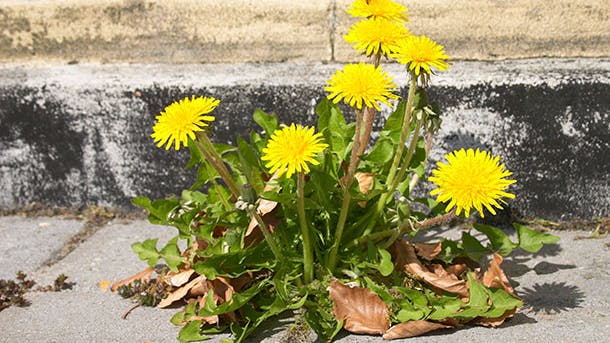 Ukrudt: Gule mælkebøtter