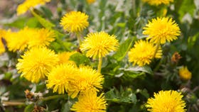 Sunde og gratis afgrøder i haven: Spis dit ukrudt