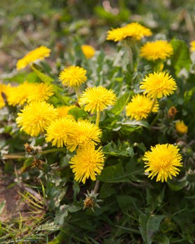 Sunde og gratis afgrøder i haven: Spis dit ukrudt