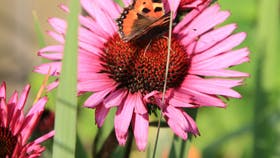 Foto: Frank Kirkegaard Hansen