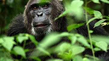 At chimpanserne ligner os en hel del, ved vi alle. Det gælder desværre også abernes mere krigeriske sider. Foto: Kristen Mosher