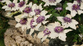 Foto: Frank Kirkegaard Hansen