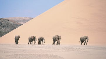 Elefanterne i Namibias ørken er de mest hårdføre i verden. Og med god grund, omgivelserne taget i betragtning. Foto: Paul Brehem