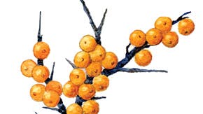 Havtorn - Tegning: Jane Bagge