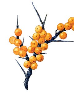 https://imgix.familiejournal.dk/media/f2523ef2519a4be5932c347af17a5628.jpg