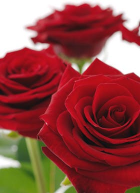 Valentinsdag