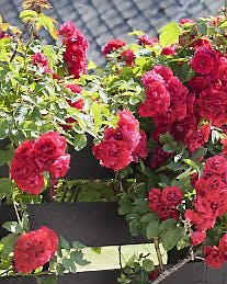 https://imgix.familiejournal.dk/media/websites/familiejournalen-dot-dk/website/2014/juni/uge-26/artikler/klatreroser-artikel.jpg