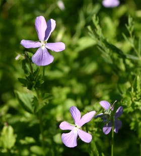https://imgix.familiejournal.dk/media/websites/familiejournalen-dot-dk/website/artikler/have/2012/04/16-haven-hornviol-280.jpg