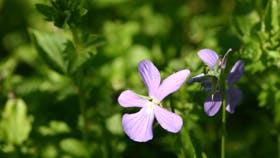 Pift sommermaden op: Sådan kan du bruge dine violer i maden