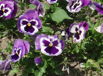 https://imgix.familiejournal.dk/media/websites/familiejournalen-dot-dk/website/artikler/have/2012/04/16-haven-stedmoderblomster-362.jpg