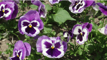 Stedmoderblomster, Foto: Frank Kirkegaard Hansen