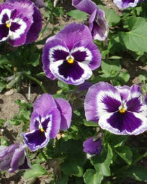 https://imgix.familiejournal.dk/media/websites/familiejournalen-dot-dk/website/artikler/have/2012/04/16-haven-stedmoderblomster-362.jpg