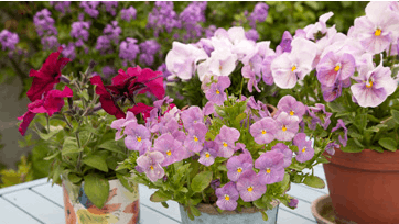 Hornvioler, Foto: Frank Kirkegaard Hansen