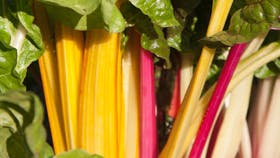 De farvestrålende bladbeder sætter kulør på  køkkenhaven, Foto: Frank Kirkegaard Hansen