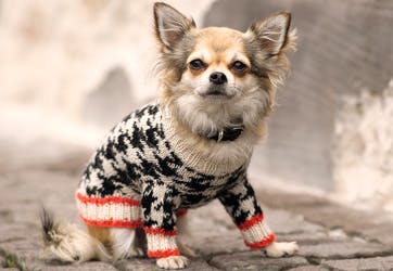https://imgix.familiejournal.dk/media/websites/familiejournalen-dot-dk/website/handarbejde/tips/2012/08/34-hundesweater-362.jpg