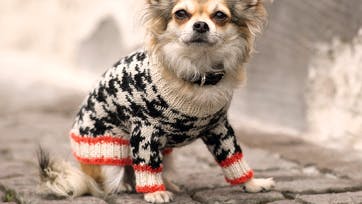Strik til hunde - fin strikkeopskrift fra Arne og Carlos