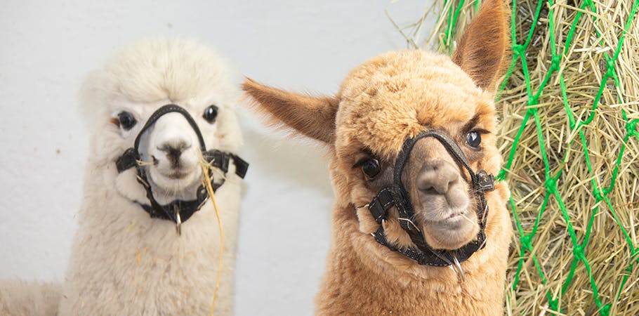 Oplevelser i vinterferien: Besøg en dyrepark