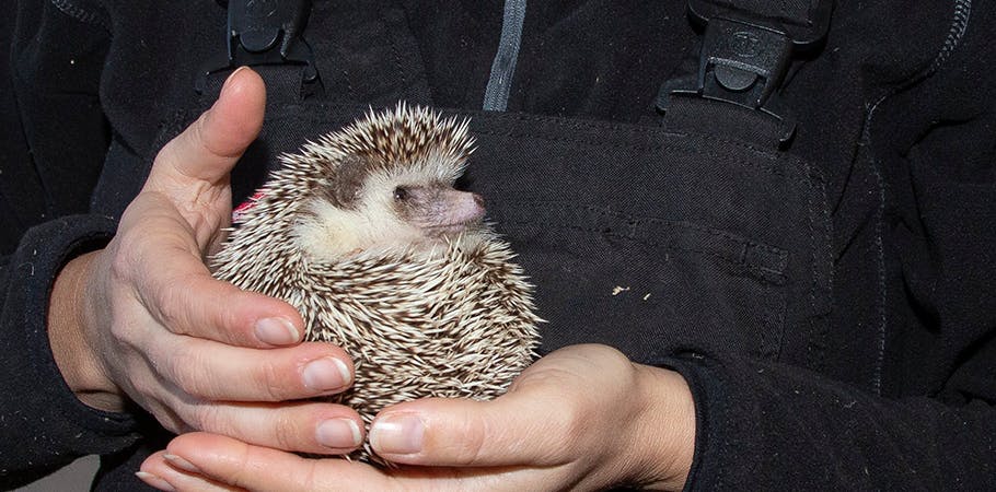 Vinterferie: Velkommen til dyrenes paradis