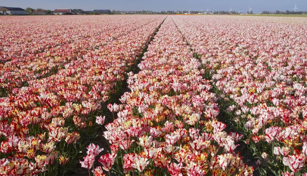 Blomstermarkerne i Holland i foråret er helt spektakulære med farverige tulipaner og blomster så langt øjet rækker.