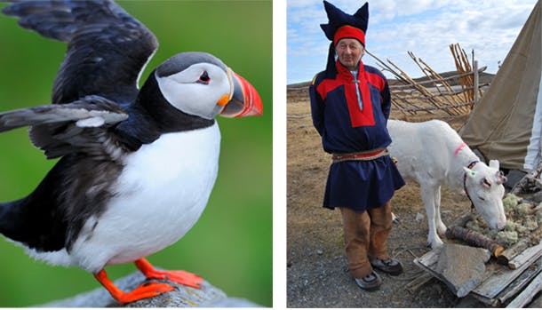 Nordkap byder på storslået natur og et spændende dyreliv.