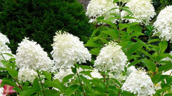 Hvid hortensia