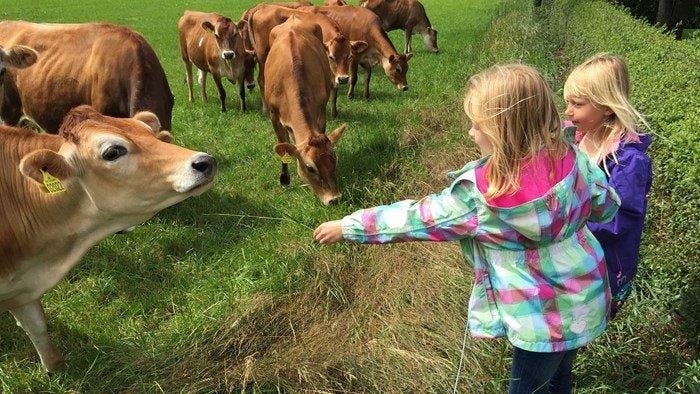 sydslesvigske  børns ferierejser. Pige møder dansk ko. Foto privat.