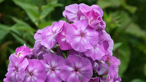 Fliedertraum floks rosa/blå blomst