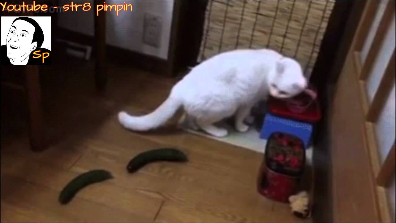https://imgix.familiejournal.dk/youtube_thumbnails/JsysNml153M.jpg